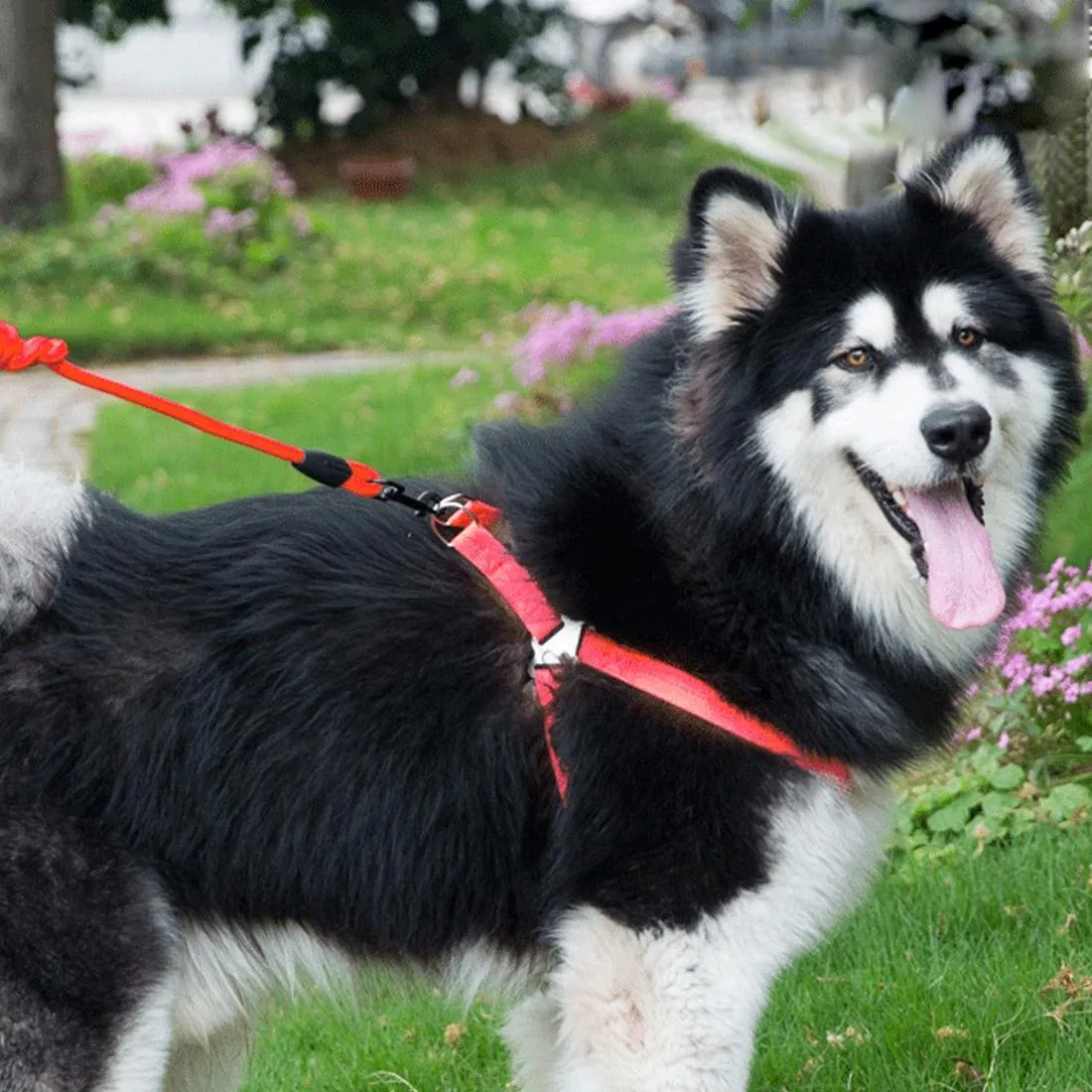 3 Piece Pet Set Collar Harness & Leash M 15Kg Max 33 52Cm Neck 43 67Cm Chest