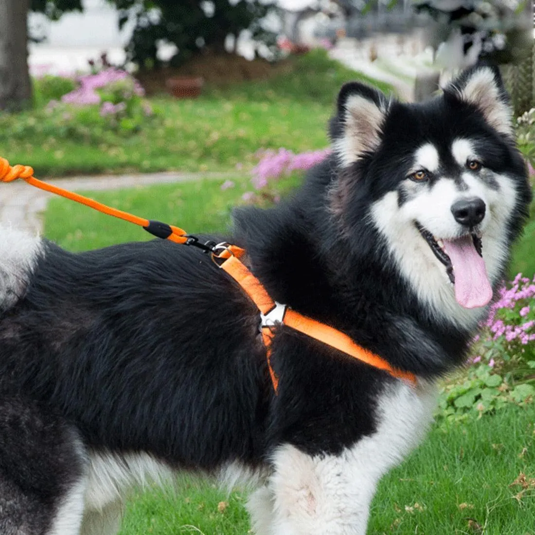 3 Piece Pet Set Collar Harness & Leash M 15Kg Max 33 52Cm Neck 43 67Cm Chest