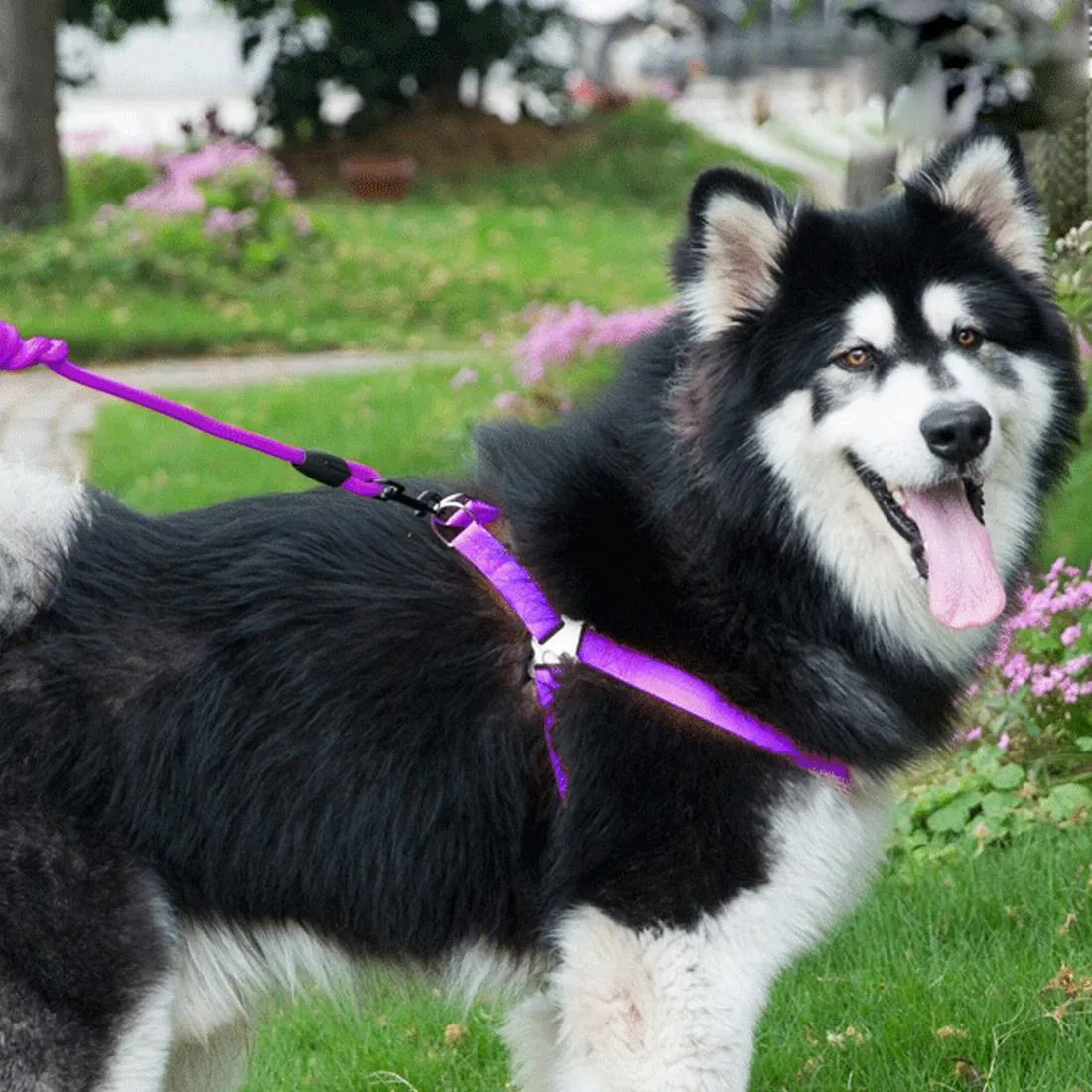 3 Piece Pet Set Collar Harness & Leash M 15Kg Max 33 52Cm Neck 43 67Cm Chest