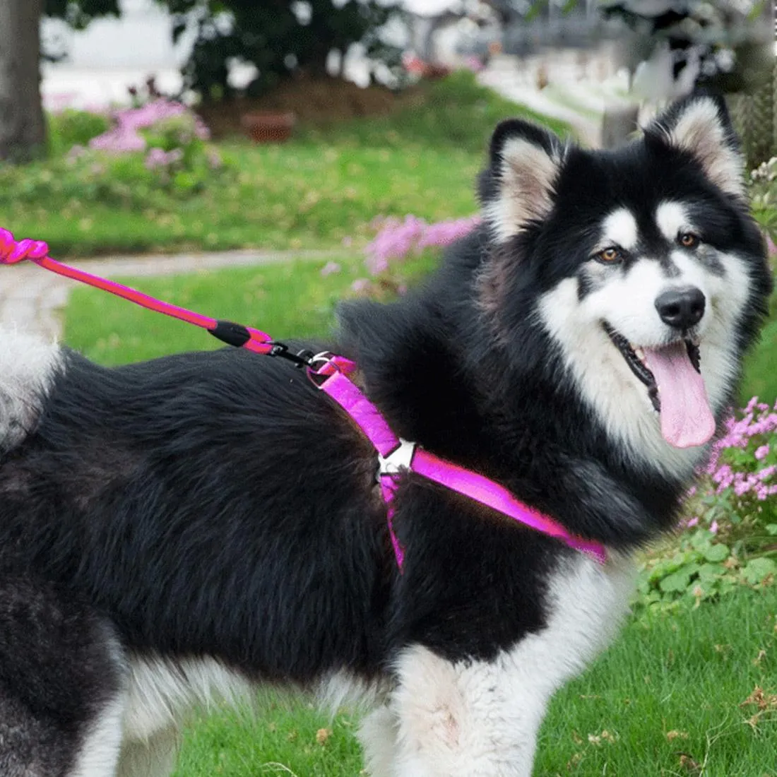 3 Piece Pet Set Collar Harness & Leash M 15Kg Max 33 52Cm Neck 43 67Cm Chest