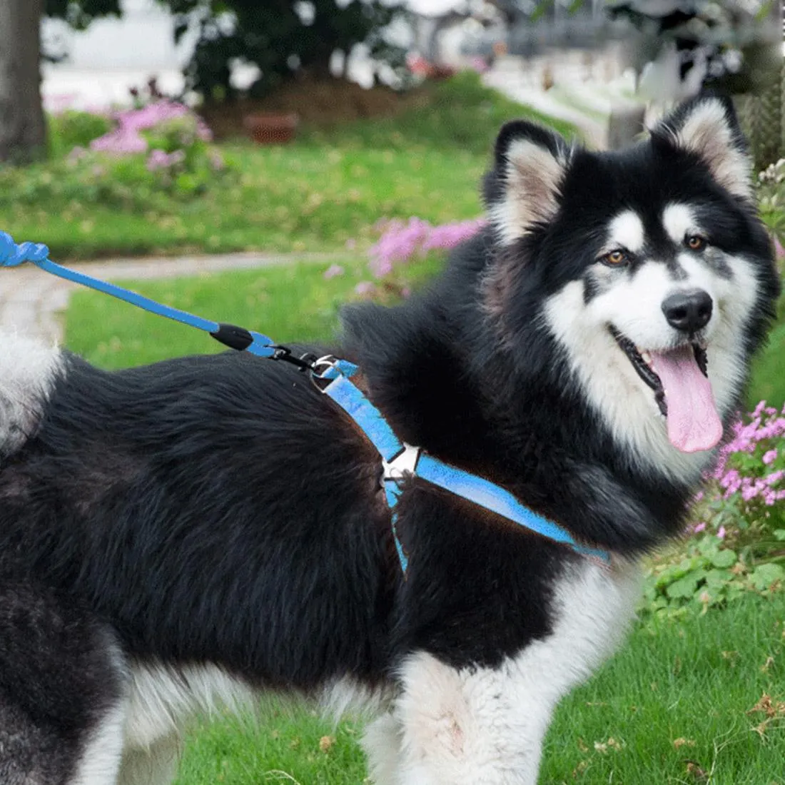 3 Piece Pet Set Collar Harness & Leash M 15Kg Max 33 52Cm Neck 43 67Cm Chest