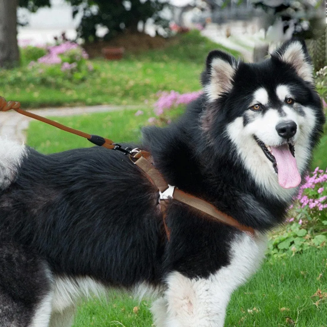 3 Piece Pet Set Collar Harness & Leash M 15Kg Max 33 52Cm Neck 43 67Cm Chest
