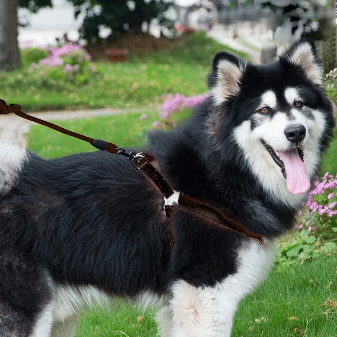 3 Piece Pet Set Collar Harness & Leash M 15Kg Max 33 52Cm Neck 43 67Cm Chest