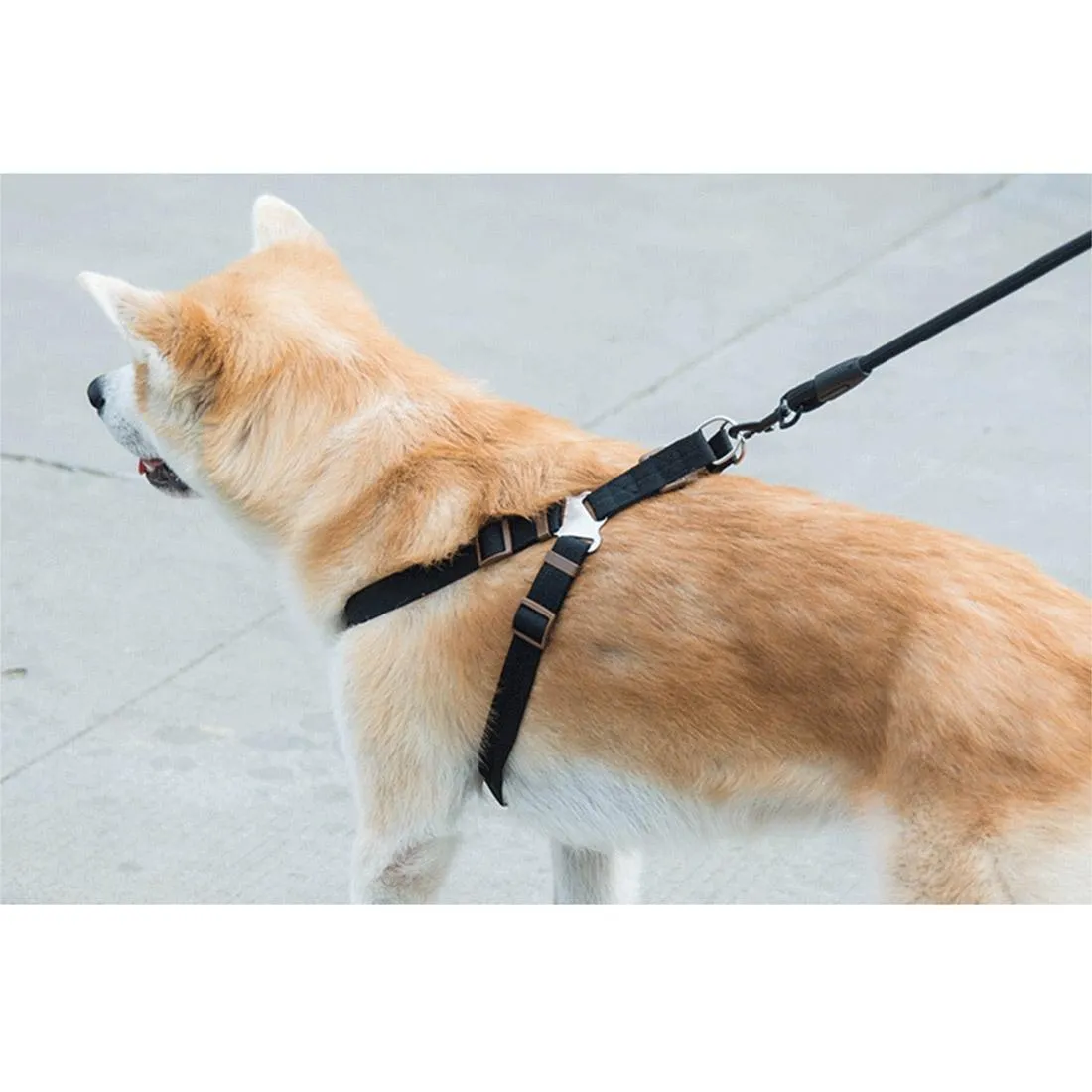 3 Piece Pet Set Collar Harness & Leash M 15Kg Max 33 52Cm Neck 43 67Cm Chest