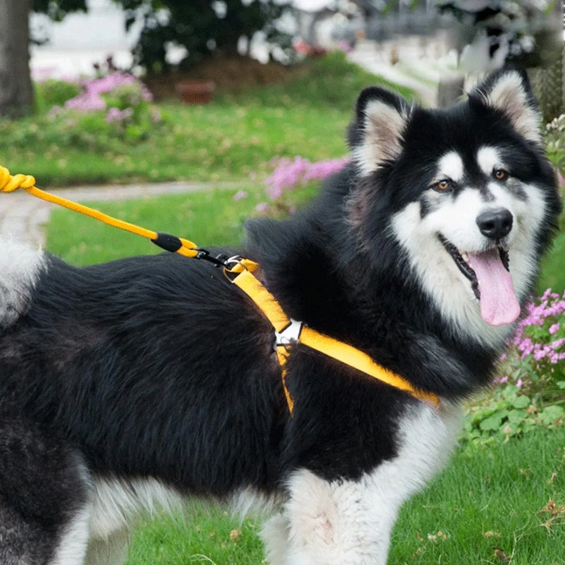 3 Piece Pet Set Collar Harness & Leash M 15Kg Max 33 52Cm Neck 43 67Cm Chest
