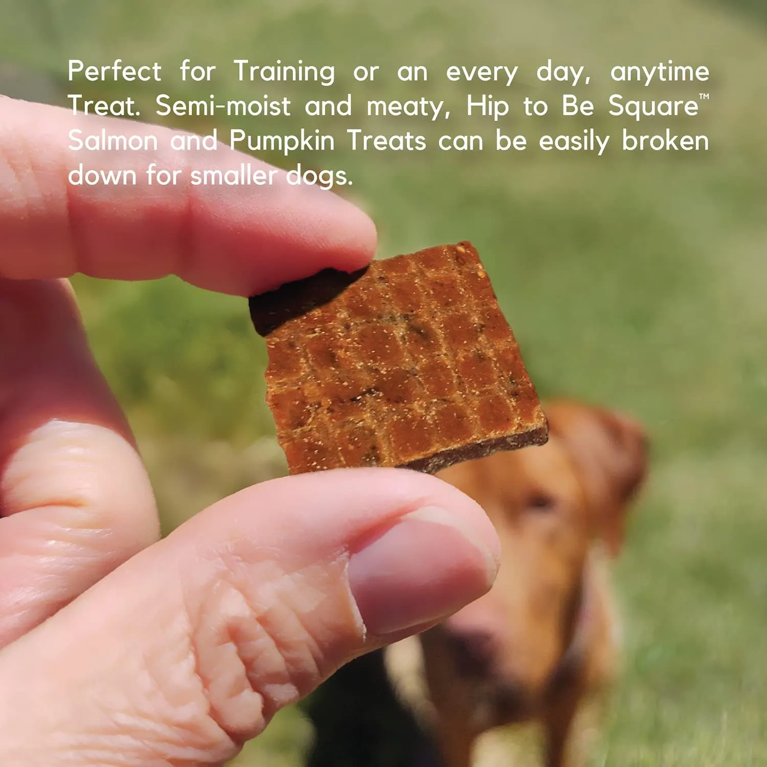 Lucy Pet Products Hip to Be Square Salmon & Pumpkin Formula Dog Treats, 6-oz