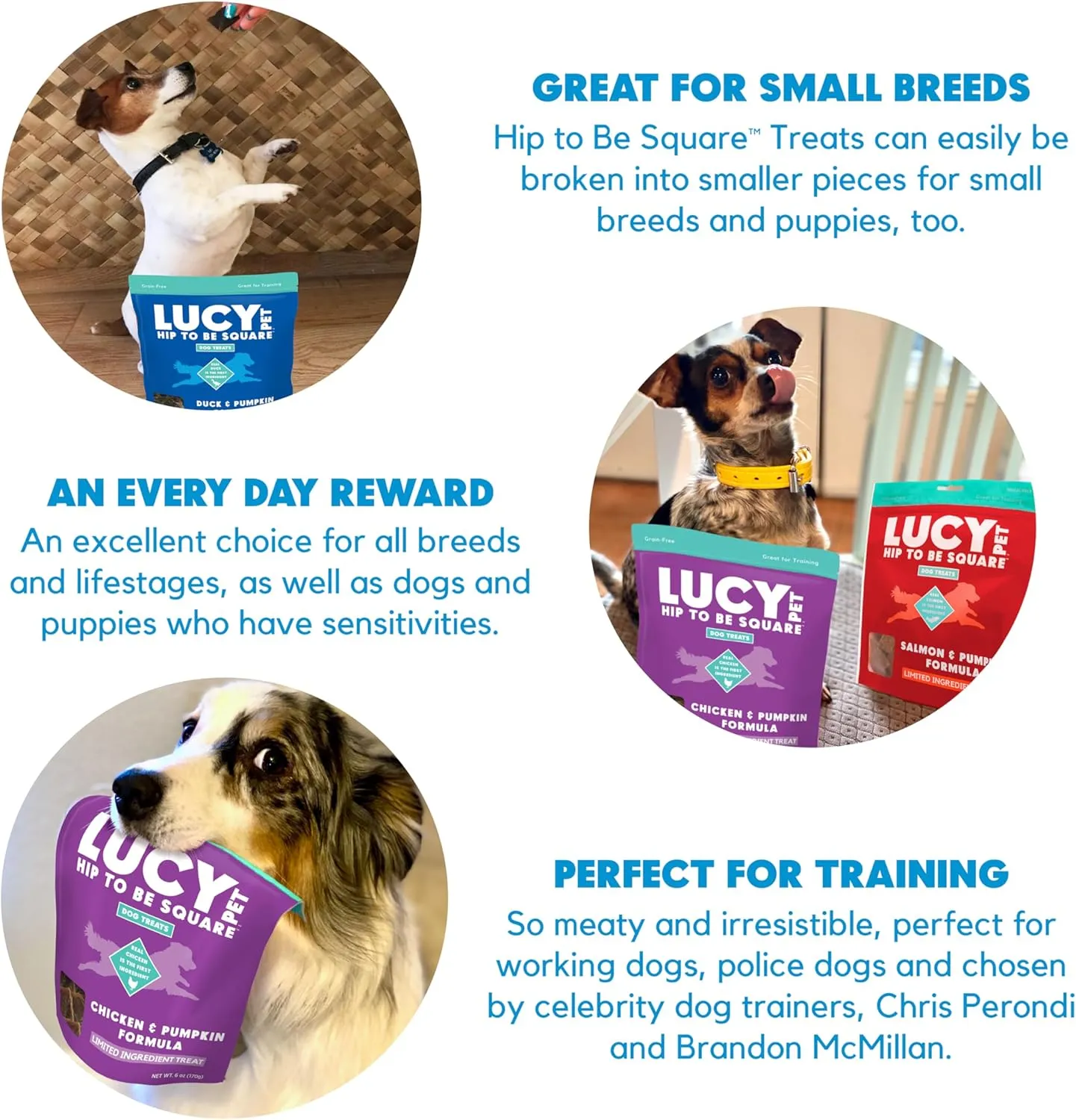 Lucy Pet Products Hip to Be Square Salmon & Pumpkin Formula Dog Treats, 6-oz