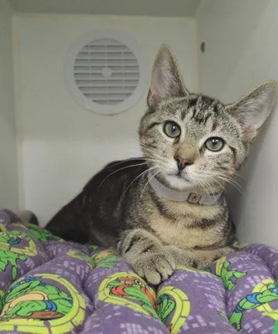 Make a Pet Blanket for an Animal Shelter