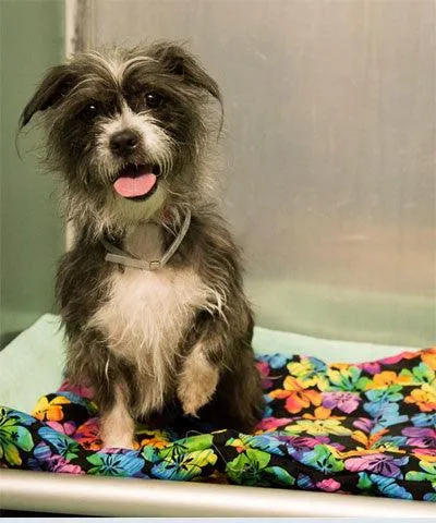 Make a Pet Blanket for an Animal Shelter
