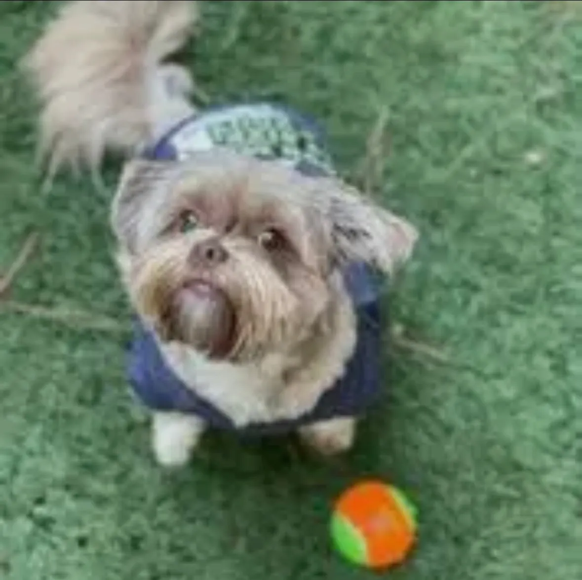 Squeaky Tennis Balls by Spunky Pup - Medium 3-pack