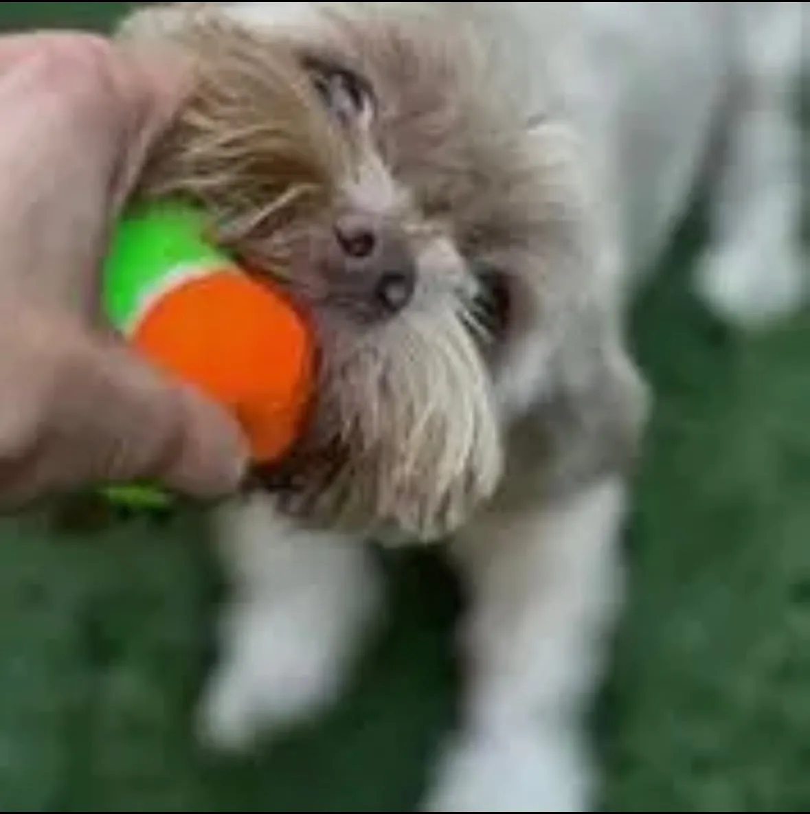 Squeaky Tennis Balls by Spunky Pup - Medium 3-pack