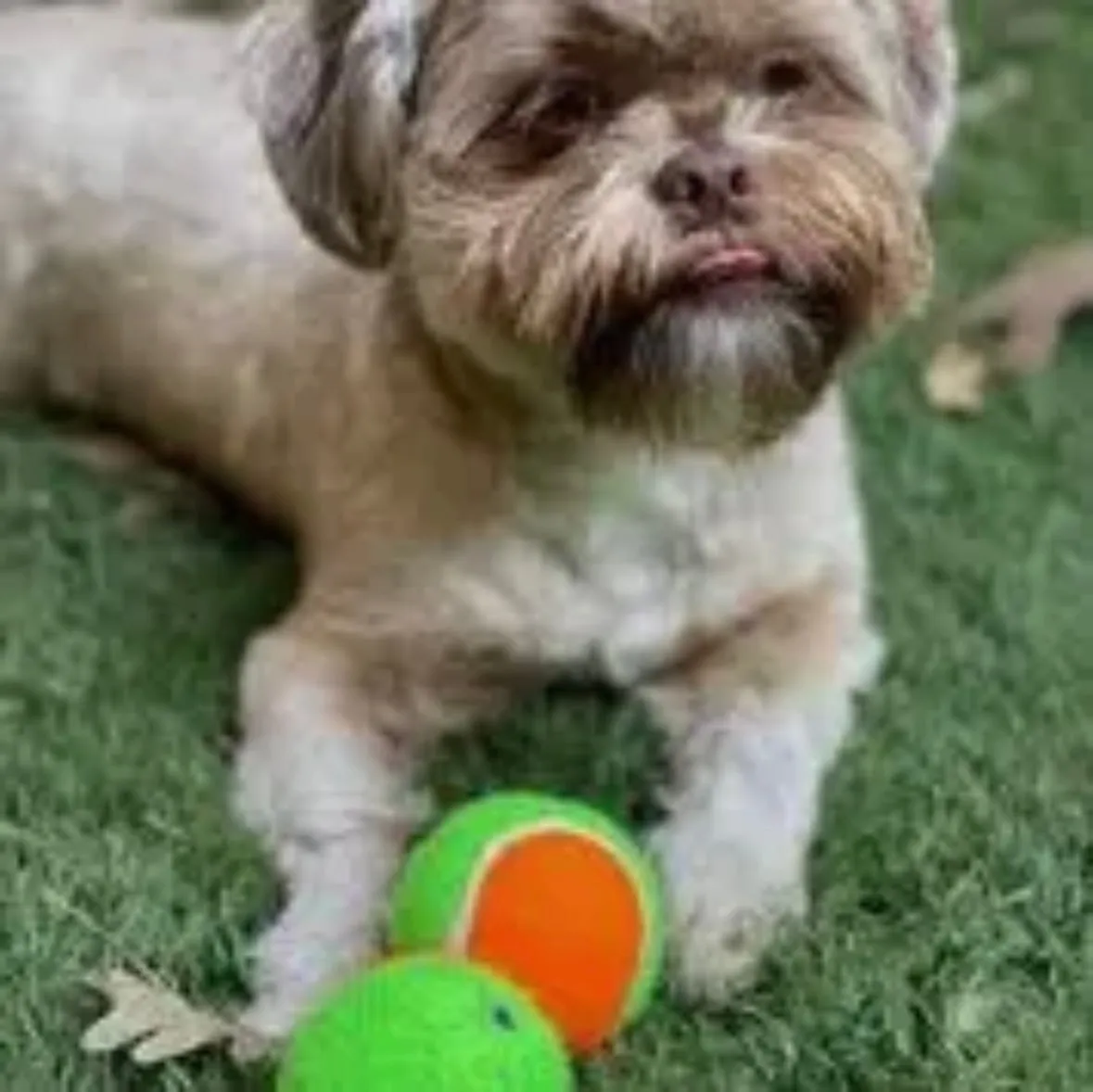Squeaky Tennis Balls by Spunky Pup - Medium 3-pack